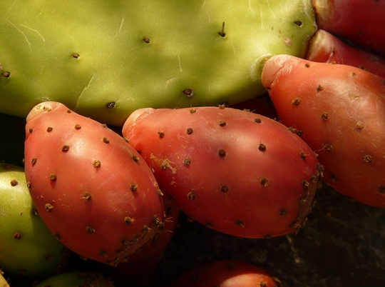 Aceite de higo de chumbo