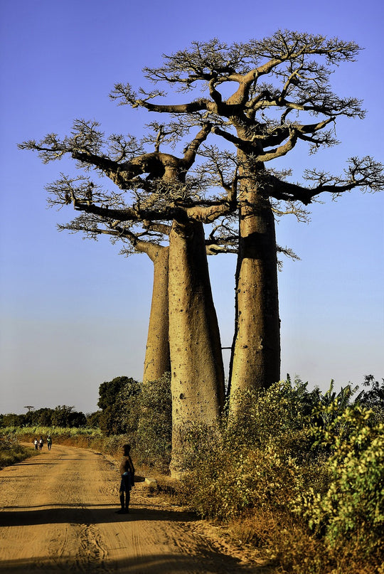 Aceite de baobab