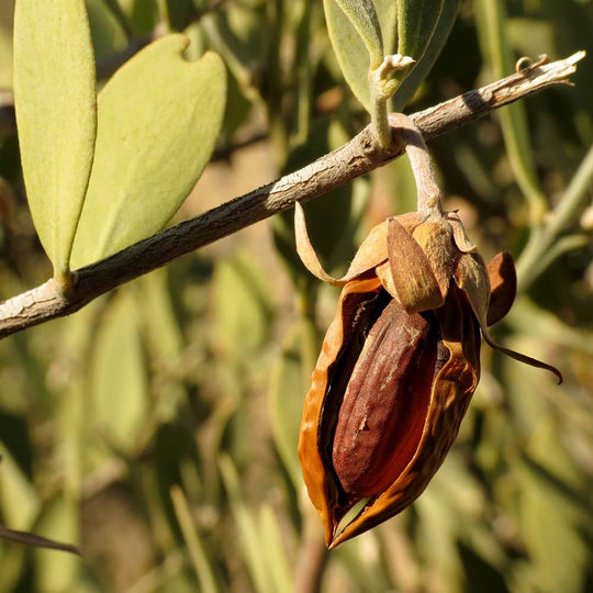 Aceite de jojoba